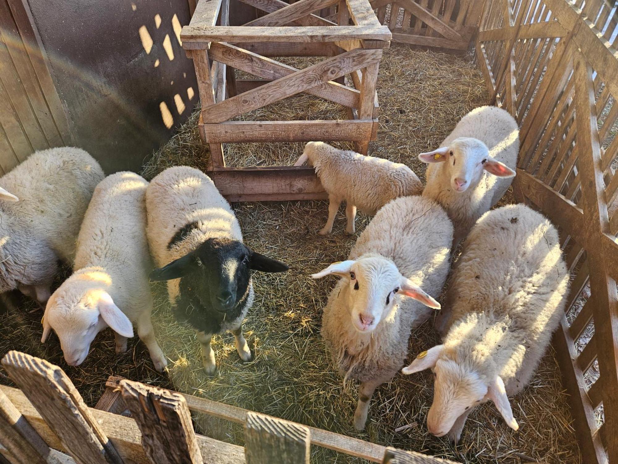 Tourist Farm Pr'Dovar Церкле на Горенскем Екстериор снимка