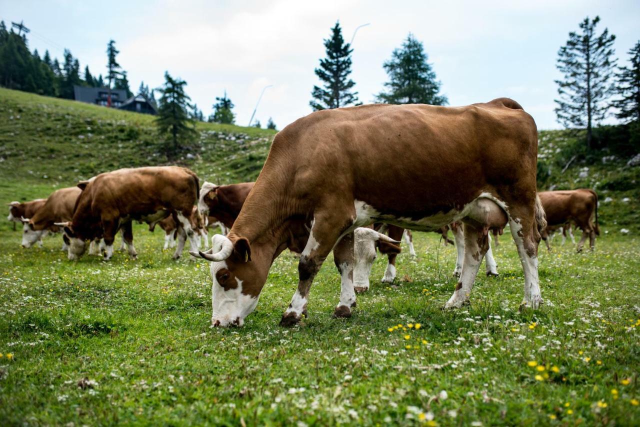 Tourist Farm Pr'Dovar Церкле на Горенскем Екстериор снимка